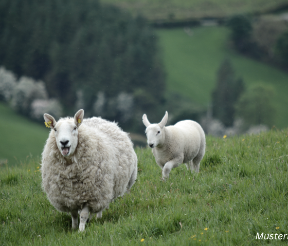 Musterbild Schafe, © Canva