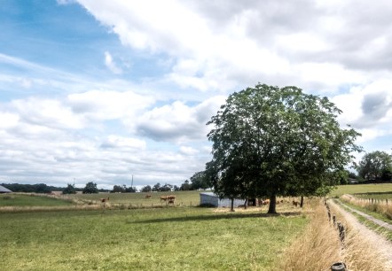 Groene weiden met een grote boom en een zandpad, omringd door wilgen en bomen onder een blauwe wolkenlucht., © TI Bitburger Land