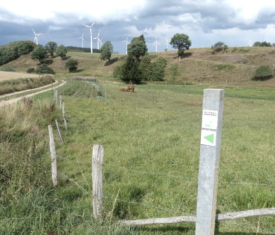 Sentier de randonnée du Westwall Est près de Kesfeld, © Tourist-Info Islek
