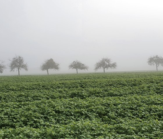 A misty meadow orchard in the fall with a row of trees in the background., © TI Bitburger Land - Steffi Wagner