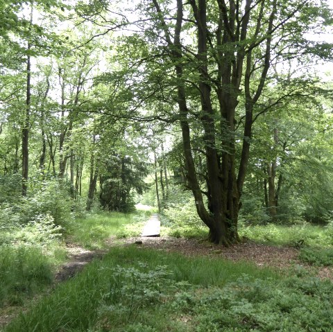 Moore-Pfad Schneifel, © Tourist-Information Prümer Land