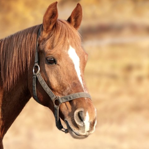 Pferde, © pixabay