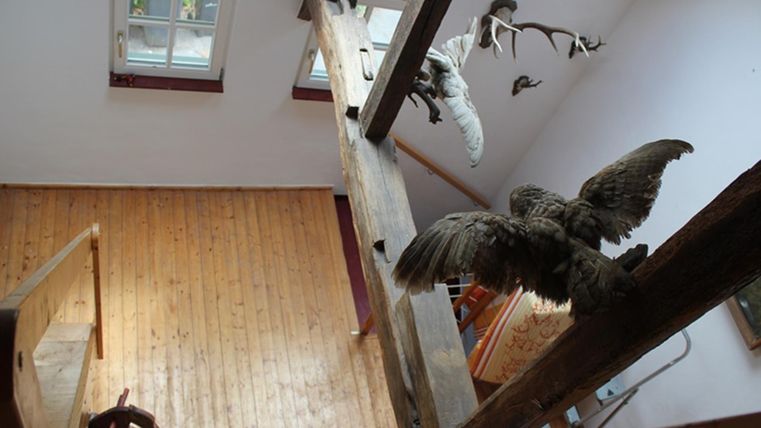 Een binnenaanzicht van een kamer met een houten vloer en een houten ladder. Aan de muren hangen dierenpreparaten, waaronder vogels en geweien.
