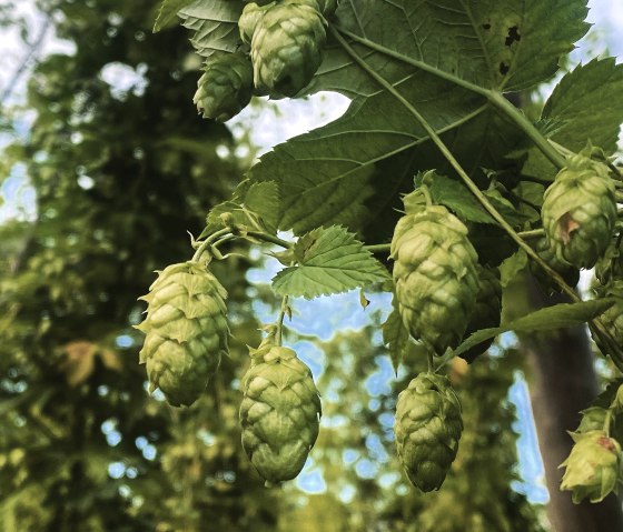 Hops, © Felsenland Südeifel Tourismus GmbH / Anna Carina Krebs