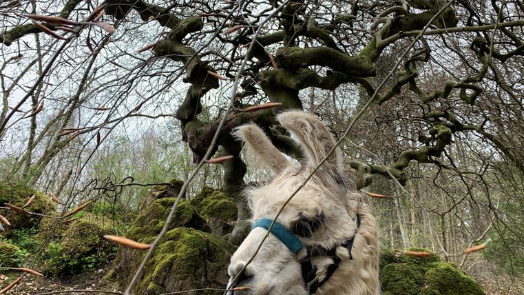 Un lama se tient sous un arbre noueux. Il est entouré de nature verdoyante.