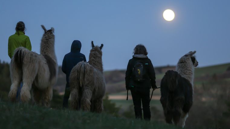 Ein Lama steht auf einer Wiese neben einem Holzstapel. Im Hintergrund sind Menschen und ein Verkaufsstand zu sehen.