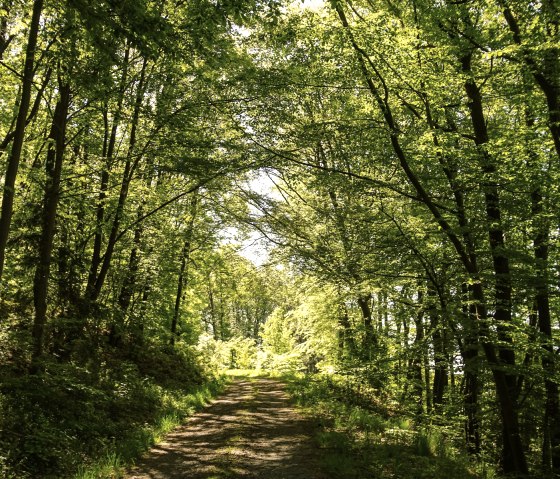 Des passages de rêve dans les bois et les champs, © Laura Rinneburger
