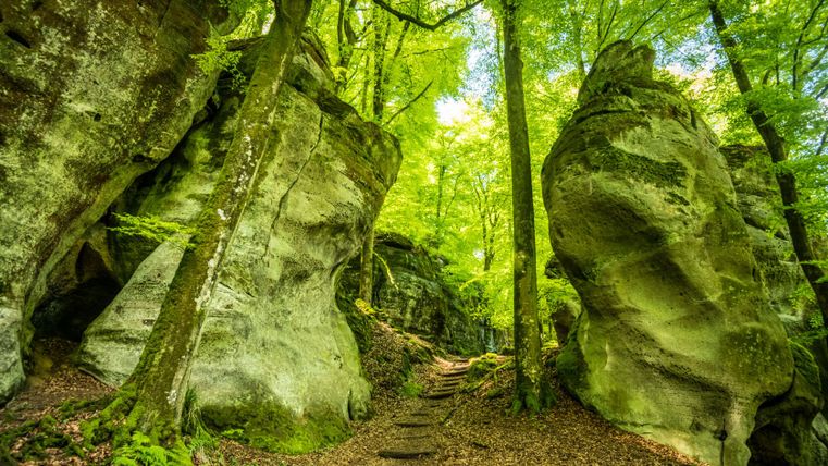 A forest path leads through a gorge with large rocks and tall trees.