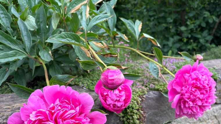 Trois magnifiques pivoines en rose vif fleurissent le long d'un mur en pierre.