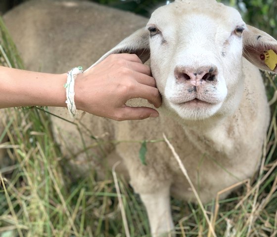 Schapen aaien, © Die Rote 16