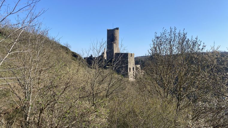 Ein ruhiger Weg durch einen grünen Wald, umgeben von Bäumen. Das Sonnenlicht fällt sanft auf den Boden und schafft eine friedliche Atmosphäre.