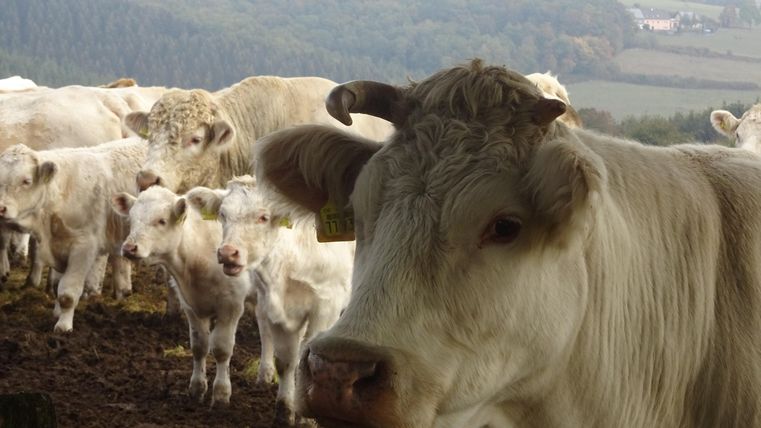 Een groep witte koeien op een weiland. Op de achtergrond zijn zachte heuvels te zien.