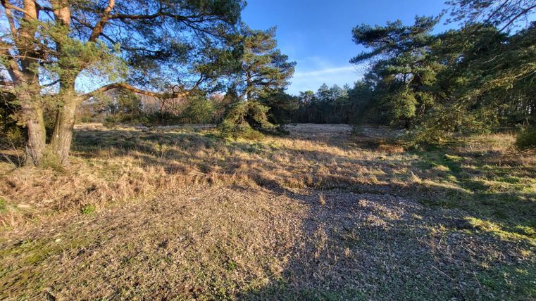 A quiet forest landscape with some trees and green grass. The sky is clear and blue.