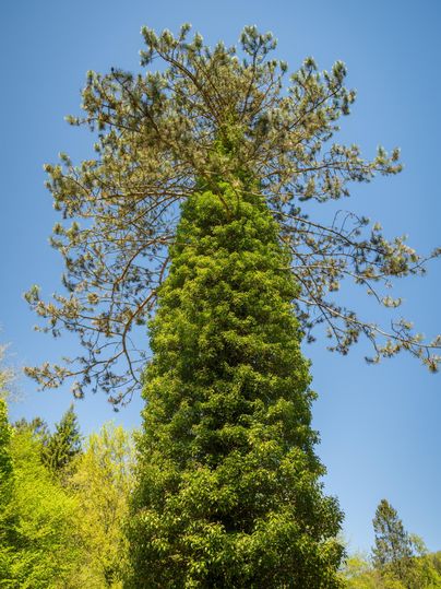 A tall tree with a dense green crown and a clear blue sky in the background. The landscape looks fresh and inviting.