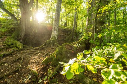 Een zonnig bos met groene bladeren en met mos bedekte wortels. Zonne-stralen vallen door de bomen en creëren een warme sfeer.