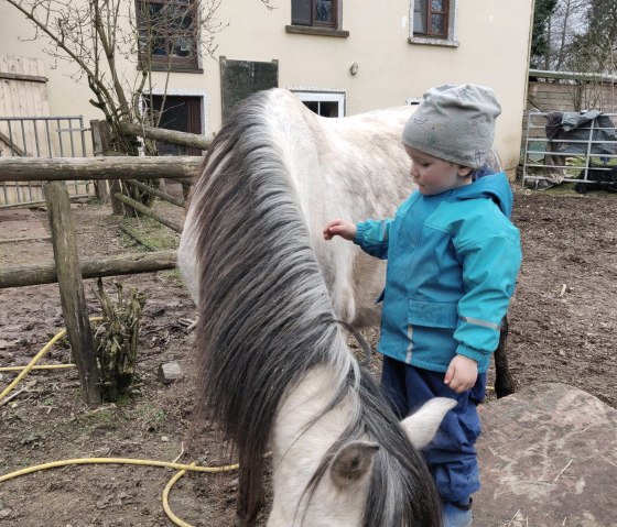 Horses