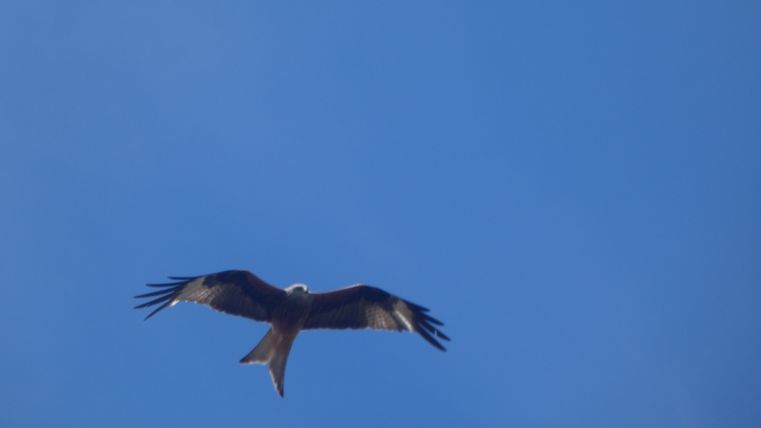 Een vlieger vliegt in de blauwe lucht.
