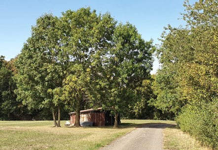 Small barn under trees in a meadow, with a path next to it. Blue sky and green vegetation., © TI Bitburger Land - Steffi Wagner