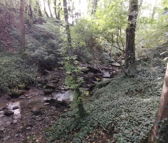 A small stream meanders through a densely wooded valley, surrounded by lush greenery and tall trees., © TI Bitburger Land