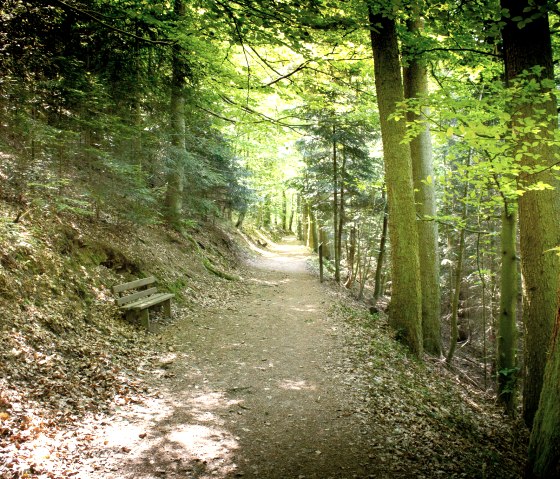 Un chemin forestier ombragé dans la forêt municipale de Hahn, bordé de grands arbres. Sur la gauche se trouve un banc en bois, le sol est recouvert de feuilles mortes., © Tourist-Information Bitburger Land_Monika Mayer