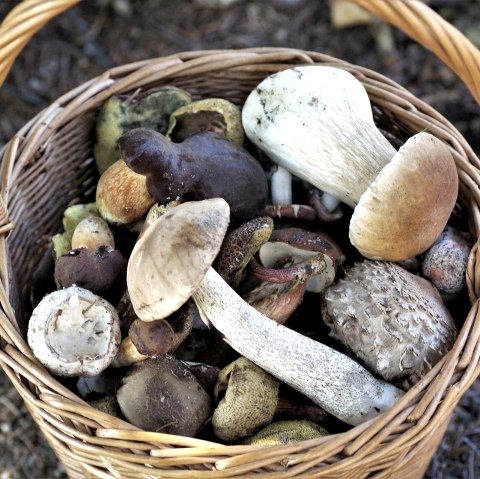 Cueillir des champignons, © pixabay