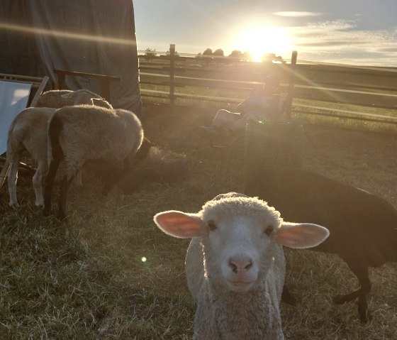 Schapen bij de rode 16, © Die-Rote-16