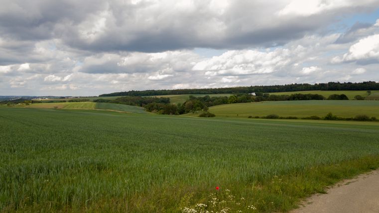 Weite grüne Felder unter bewölktem Himmel bei Idenheim.