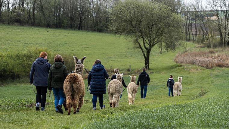 Eine Person steht inmitten von vier Alpakas auf einer Wiese. Die Atmosphäre ist freundlich und die Umgebung ist grün und ländlich.