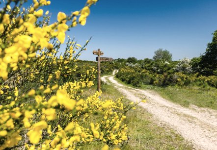 Ginsterblüte auf der Dreiborner Hochfläche 1, © Frank Wiesen
