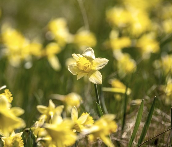Wild yellow daffodils on the daffodil route, © Städteregion Aachen, Dominik Ketz