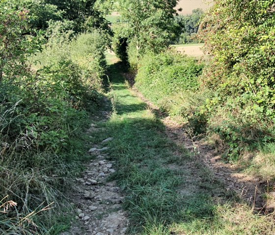 A narrow field and forest path leads through dense green vegetation, surrounded by bushes and trees, in bright sunshine., © TI BItburger Land - Steffi Wagner