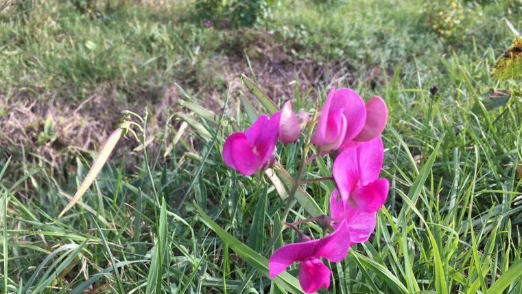 Nahaufnahme einer pinken Blume im Gras.