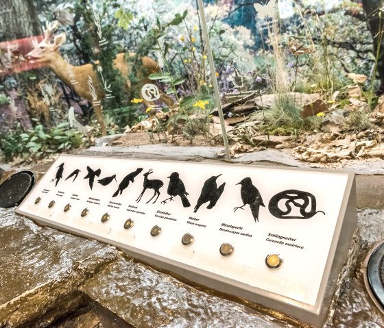 Tentoonstelling bij de poort van het Nationaal Park Gemünd, © Foto Achim Meurer
