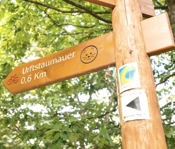 The wildcat shows the way on the wilderness trail, © Eifel Tourismus GmbH, Dominik Ketz