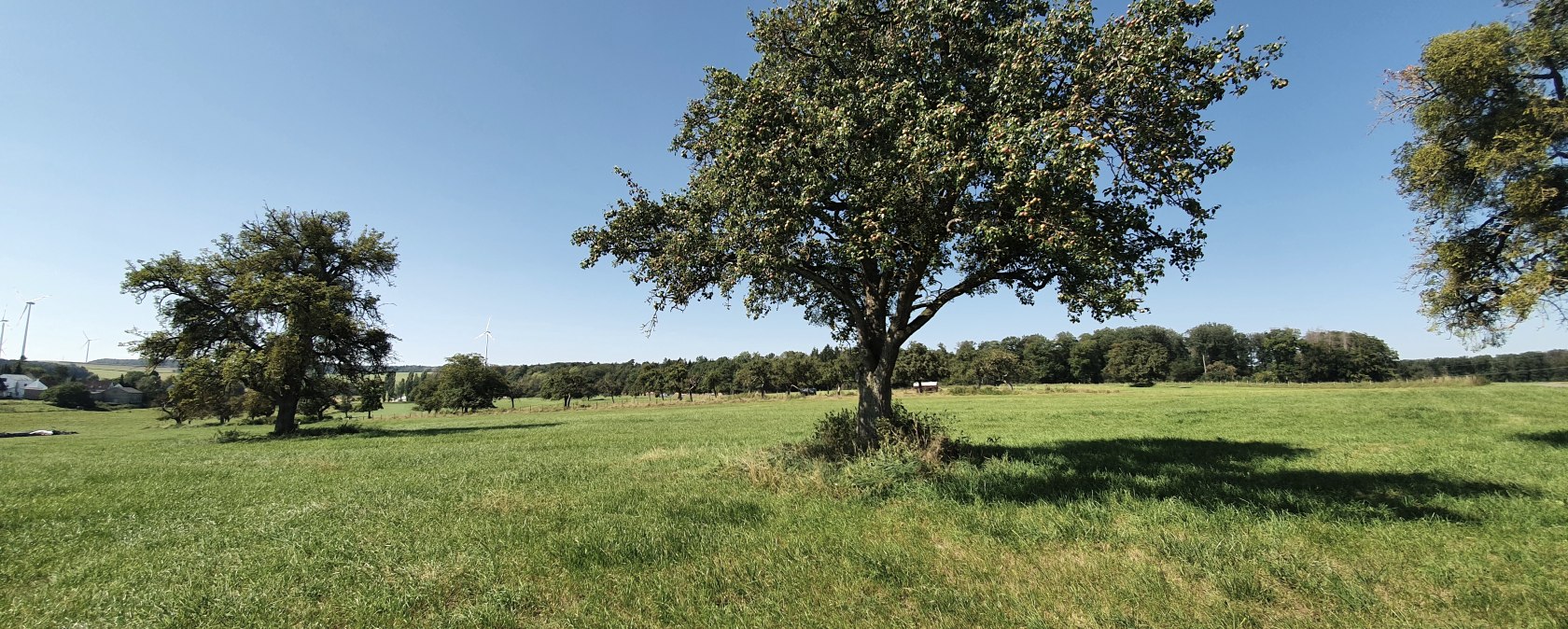 Wide green meadow with fruit trees and blue sky in Idesheim. Wind turbines and forests can be seen in the background., © TI Bitburger Land