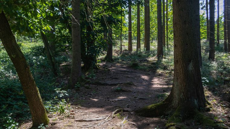 Un chemin forestier ombragé dans une forêt dense avec de grands arbres.