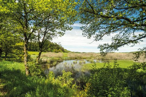 Eine ruhige Landschaft mit einem kleinen Teich, umgeben von Bäumen und üppigem Grün. Der Himmel ist klar und strahlend blau.