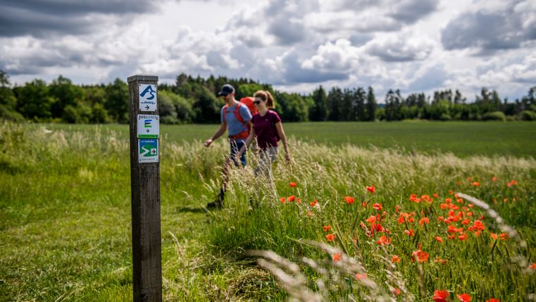 Zwei Wanderrer auf einem Wiesenweg mit roten Mohnblumen im Vordergrund links steht ein Pfosten mit Wegweiser AhrSteig 