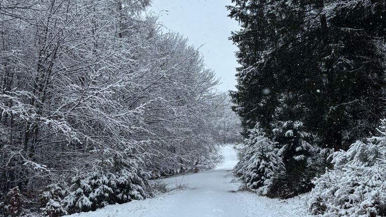 Un chemin enneigé traverse une forêt avec de grands arbres. Le paysage est calme et hivernal, recouvert de neige fraîche.