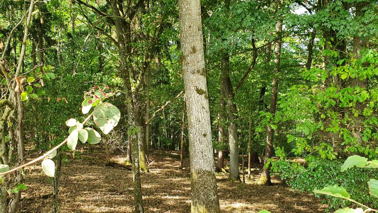 Een dicht bos met groene bladeren en zonlicht dat door de bomen schijnt.