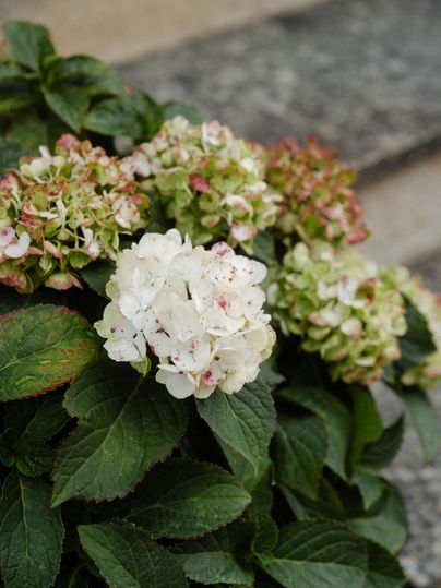 Un groupe d'hortensias avec des fleurs blanches et vertes. Les plantes ont aussi quelques fleurs brunes et des feuilles vertes et saines.