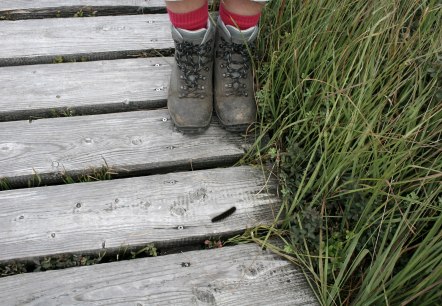 Hike in the High Fens, © Heike Becker