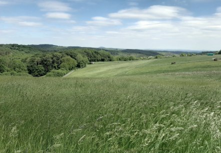 Vue sur l'Eifel Nonnenbacher Weg, © Gemeinde Blankenheim