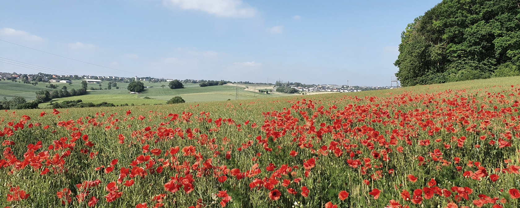 Ein weites Mohnblumenfeld erstreckt sich unter blauem Himmel, gesäumt von grünen Bäumen. Im Hintergrund sind Felder und eine Siedlung zu sehen., © Tourist Information Bitburger Land