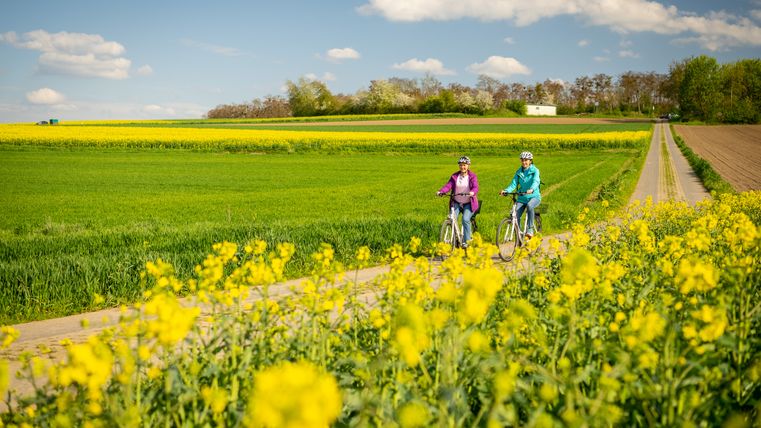Zwei Radfahrerinnen unterwegs auf einem Weg, welcher an Rapsfeldern entlang führt.