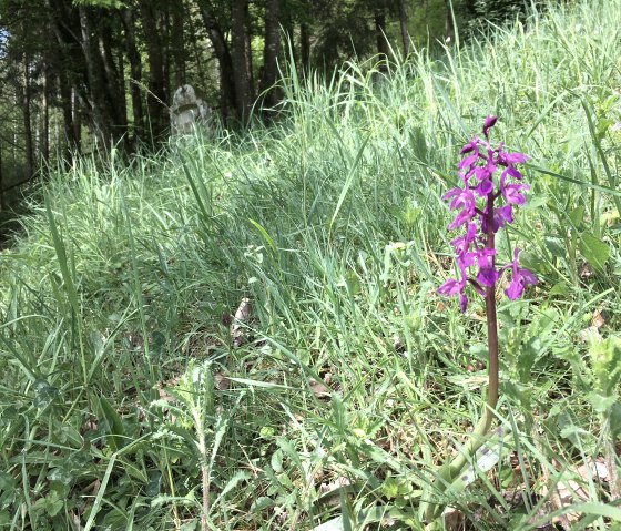 Orchidee, © TI Bitburger Land
