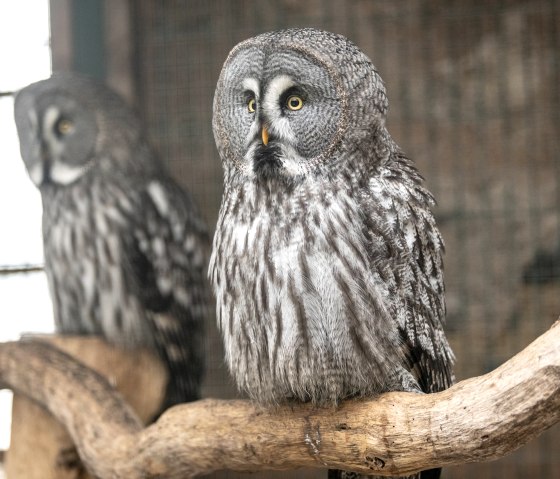 Adler- und Wolfspark Eule, © Eifel Tourismus GmbH, Dominik Ketz