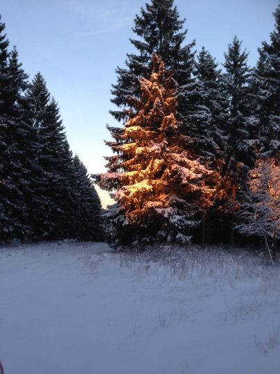 A snowy forest with tall fir trees. The light of a striking tree glows warmly in contrast to the cold surroundings.