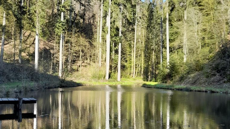 Een rustige vijver omgeven door hoge bomen. De heldere lucht weerspiegelt zich in het water.
