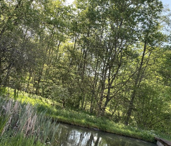 Teich Sonne